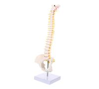 Ipetboom Human Spine Model with Pelvis and Tailbone for Medical Training Flexible PVC Vertebral Column with Nerve Roots Intervertebral Discs and Support Stand for Hospital and Educational
