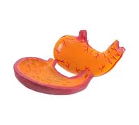 Ipetboom Human Stomach Anatomy Study Tool Enlarged Detailed Human Organ Model for Medical Schools Research Institutions Clinical Teaching Educational Aid