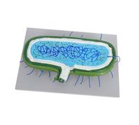 Ipetboom Interactive Cell Model Educational Biology Teaching Tool with Detailed Organelles Hardwearing Construction for Classroom Demonstrations and Individual Study