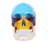 Ipetboom Medical Anatomical Human Skull Model Realistic Design for Anatomy Education Learning Tool for Medical and Nursing Students Engaging and Practical Anatomy Reference
