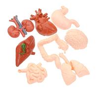 Ipetboom Montessori Anatomical Organ Models Set for Boys and Girls 8-Piece Realistic Human Organ Simulation Teaching Tools Brain Heart Lung Liver Stomach Kidney Models for Educational Use