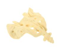 Ipetboom Practical Human Sacrum Model PVC Anatomical Skeleton Teaching Tool for Medical Training and Patient Education Smooth Surface Healthcare Sacrum Anatomy for Schools and Hospitals