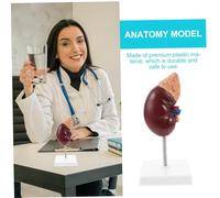 Ipetboom Scale Biology Demonstration Teaching Accessory for Medical and High School Anatomy Classes Stand