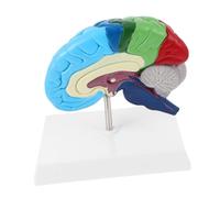 Ipetboom Scale Human Brain Model Right Hemisphere Anatomy with Color Coded Regions for Neuroscience Teaching Medical Education and Classroom Study Realistic and Learning Tool