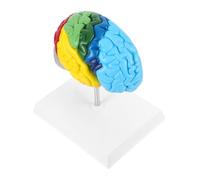 Ipetboom Scale Human Brain Model Right Hemisphere with Color Annotations Sturdy Medical Teaching Tool for Anatomy Study and Science Classroom Display