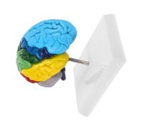 Ipetboom Scale Right Hemisphere Brain Anatomy Model with Color Coded Functional Regions for Medical Education Neuroscience Teaching Tool