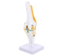 Ipetboom Simulation with Ligaments PVC Medical Teaching Aid for Anatomy Education Realistic Motion Demonstration of Flexion and Rotation Lightweight Design
