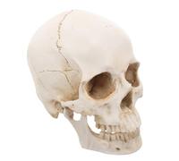 Ipetboom Skull Model Skulls Realistic Anatomy Medical Anatomically Correct Loose Detachable Resin