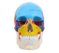 Ipetboom Teaching Skull Head Model Anatomical Human Skull for Details for Easy Learning for Students Teachers Realistic Design for Anatomy Study