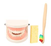 Ipetboom Teeth Brushing Teaching Model for Realistic Fake Teeth and Toothbrush Educational Care Demonstration Kit to Develop Hand Eye Coordination and Oral Hygiene Skills Random Color