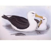 IPLUPJDY Abstract Painting Vintage Canvas Painting Wall Poster Animal Bird Black browed Albatross Engraving by John Gould Portrait Image for Home Decor 60x90cm