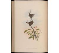IPLUPJDY Abstract Painting Vintage Canvas Painting Wall Poster Animal Bird Troglodytes Nipalensis Troglodytes Troglodytes Nipalensis by John Gould Portrait Image for Home Decor 60x90cm