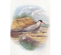 IPLUPJDY Abstract Painting Vintage Canvas Painting Wall Poster Common Tern Sterna Fluviatilis by George Rankin Portrait Image for Home Decor 60x90cm