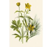 IPLUPJDY Abstract Painting Vintage Canvas Painting Wall Poster Goldilocks Water Ranunculus by Frederick Edward Hulme Portrait Image for Home Decor 60x90cm