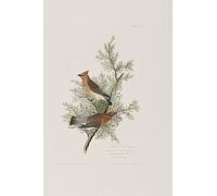 IPLUPJDY Abstract Painting Vintage Canvas Painting Wall Poster Illustration From birds of America by John Jamess Audubon Portrait Image for Home Decor 60x90cm