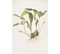 IPLUPJDY Abstract Painting Vintage Canvas Painting Wall Poster Illustration of Lycaste Skinneri by Augusta Innes Withers Portrait Image for Home Decor 60x90cm