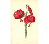 IPLUPJDY Abstract Painting Vintage Canvas Painting Wall Poster Lily of the Field by Frederick Edward Hulme Portrait Image for Home Decor 60x90cm