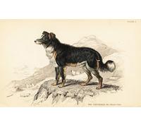 IPLUPJDY Abstract Painting Vintage Canvas Painting Wall Poster Shepherds Dog or Sheep Dog by William Home Lizars Portrait Image for Home Decor 60x90cm