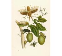 IPLUPJDY Abstract Painting Vintage Canvas Painting Wall Poster Taboo Tree by Maria Sibylla Merian Portrait Image for Home Decor 60x90cm