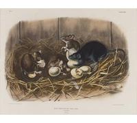 IPLUPJDY Aesthetic Poster Photo Wall Print Modern Wall Artwork Black Rat by John Jamess Audubon Canvas Picture for Home Decor 60x90cm