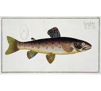 IPLUPJDY Aesthetic Poster Photo Wall Print Modern Wall Artwork Brown Trout Plate Xxiii From Ichthyologie by Ludwig Kruger Canvas Picture for Home Decor 60x90cm