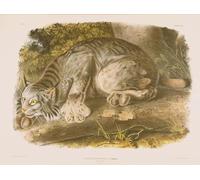 IPLUPJDY Aesthetic Poster Photo Wall Print Modern Wall Artwork Canada Lynx by John Jamess Audubon Canvas Picture for Home Decor 60x90cm