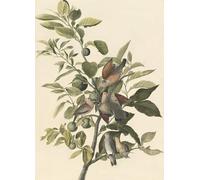 IPLUPJDY Aesthetic Poster Photo Wall Print Modern Wall Artwork Common Ground by John Jamess Audubon Canvas Picture for Home Decor 60x90cm
