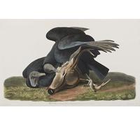 IPLUPJDY Aesthetic Poster Photo Wall Print Modern Wall Artwork Illustration From birds of America by John Jamess Audubon Canvas Picture for Home Decor 60x90cm