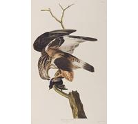 IPLUPJDY Aesthetic Poster Photo Wall Print Modern Wall Artwork Illustration From birds of America by John Jamess Audubon Canvas Picture for Home Decor 60x90cm