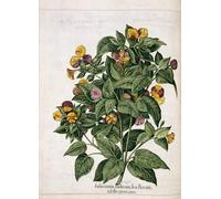 IPLUPJDY Aesthetic Poster Photo Wall Print Modern Wall Artwork Jasmine From hortus Eystettensis by Basilius Besler Canvas Picture for Home Decor 60x90cm