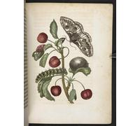 IPLUPJDY Aesthetic Poster Photo Wall Print Modern Wall Artwork the Caterpillar's Wonderful Transformation and Strange Flower Food by Maria Si Canvas Picture for Home Decor 60x90cm