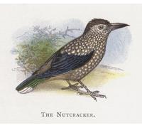IPLUPJDY Aesthetic Poster Photo Wall Print Modern Wall Artwork the Nutcracker by Alexander Lydon Canvas Picture for Home Decor 60x90cm