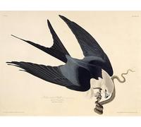 IPLUPJDY Aesthetic Poster Photo Wall Print Modern Wall Artwork the Swallow tailed Kite From the Birds of America by John Jamess Audubon Canvas Picture for Home Decor 60x90cm