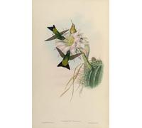 IPLUPJDY Retro Picture Canvas Art Poster Nordic Poster Animal Bird Eriocnemis Vestitus Eriocnemis Vestita by John Gould Canvas Image for Wall Decor 60x90cm
