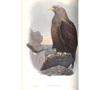 IPLUPJDY Retro Picture Canvas Art Poster Nordic Poster Animal Bird Illustration of Haliaetus Albicilla by John Gould Canvas Image for Wall Decor 60x90cm