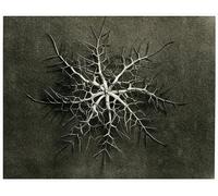 IPLUPJDY Retro Picture Canvas Art Poster Nordic Poster Nigella Damascena by Karl Blossfeldt Canvas Image for Wall Decor 60x90cm