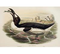 IPLUPJDY Vintage Poster Wall Prints Painting on Canvas Animal Bird Great Auk Pinguinus Impennis Engraving by John Gould Picture Art Prints for Wall Decor 60x90cm