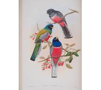 IPLUPJDY Vintage Poster Wall Prints Painting on Canvas Animal Bird Trogon Variegatus Plate From the Birds of Great Britain by John Gould Picture Art Prints for Wall Decor 60x90cm