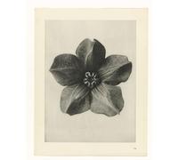 IPLUPJDY Vintage Poster Wall Prints Painting on Canvas Botanical Picture Painting Canvas Art by Karl Blossfeldt Picture Art Prints for Wall Decor 60x90cm