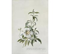 IPLUPJDY Vintage Poster Wall Prints Painting on Canvas Cistus by Georg Dionysius Ehret Picture Art Prints for Wall Decor 60x90cm