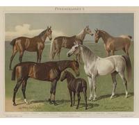 IPLUPJDY Vintage Poster Wall Prints Painting on Canvas Horse Breeds by Emil Volkers Picture Art Prints for Wall Decor 60x90cm