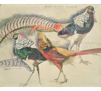 IPLUPJDY Vintage Poster Wall Prints Painting on Canvas Lady Amherst's Pheasant by Théo Van Rysselberghe Picture Art Prints for Wall Decor 60x90cm