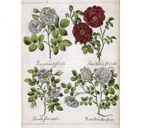 IPLUPJDY Vintage Poster Wall Prints Painting on Canvas White and Red Rose From hortus Eystettensis by Basilius Besler Picture Art Prints for Wall Decor 60x90cm