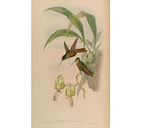 IPLUPJDY Vintage Wall Art Canvas Image Artwork Print Poster Animal Bird Helianthea Bonapartei by John Gould Wall Art Paintiing for Home Decor 60x90cm
