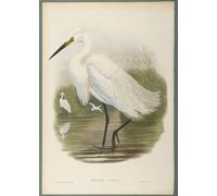 IPLUPJDY Vintage Wall Art Canvas Image Artwork Print Poster Animal Bird Herodias Garzetta Little Egret by John Gould Wall Art Paintiing for Home Decor 60x90cm