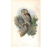 IPLUPJDY Vintage Wall Art Canvas Image Artwork Print Poster Animal Bird Illustration of Athene Noctua by John Gould Wall Art Paintiing for Home Decor 60x90cm