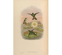 IPLUPJDY Vintage Wall Art Canvas Image Artwork Print Poster Animal Bird Urosticte Ruficrissa by John Gould Wall Art Paintiing for Home Decor 60x90cm