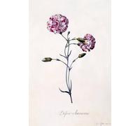 IPLUPJDY Vintage Wall Art Canvas Image Artwork Print Poster Difor Amourius Carnation by Georg Dionysius Ehret Wall Art Paintiing for Home Decor 60x90cm