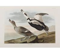 IPLUPJDY Vintage Wall Art Canvas Image Artwork Print Poster Illustration From birds of America by John Jamess Audubon Wall Art Paintiing for Home Decor 60x90cm