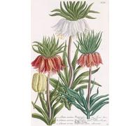 IPLUPJDY Vintage Wall Art Canvas Image Artwork Print Poster Lilium Corona Imperialis by Georg Dionysius Ehret Wall Art Paintiing for Home Decor 60x90cm